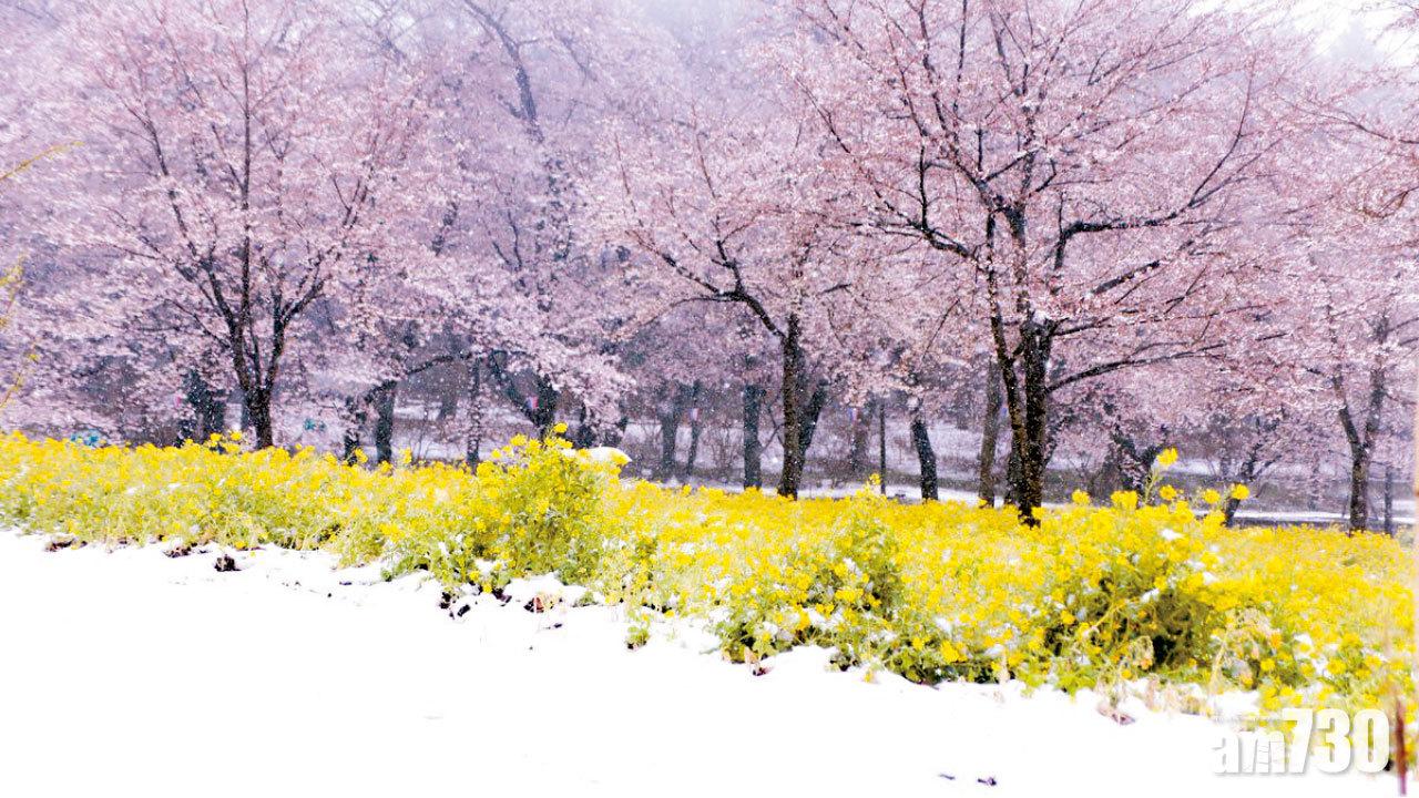日關東春雪 櫻花雪景共存