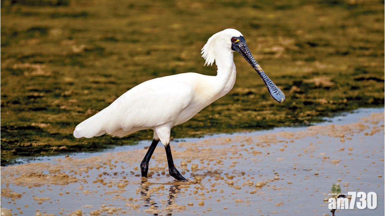 創25年新高錄4463隻 黑臉琵鷺有望脫「瀕」