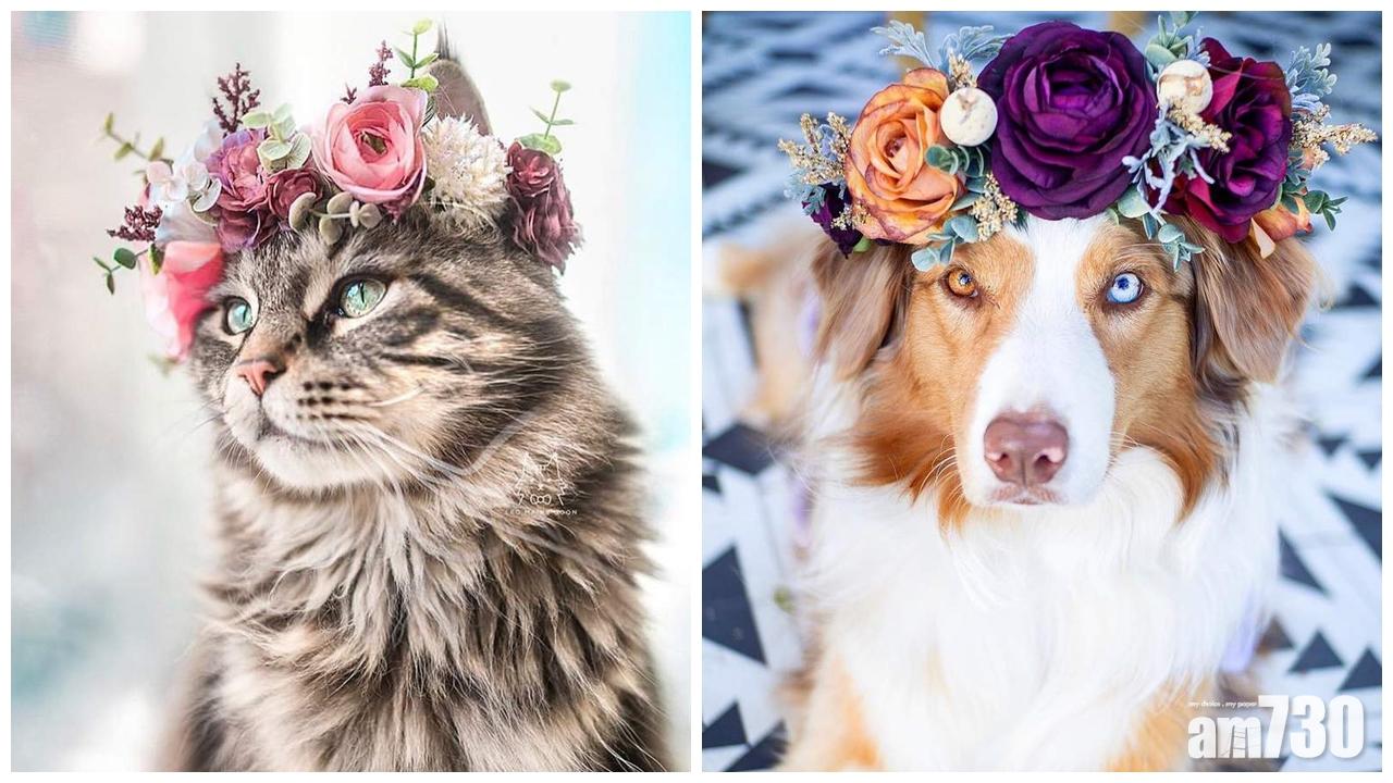 【有仙氣】貓狗頭戴手製花環氣質昇華