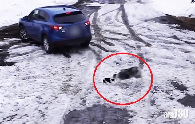 【英勇】主人倒車看不見芝娃娃 牧羊犬撲出叼走同伴 (有片)