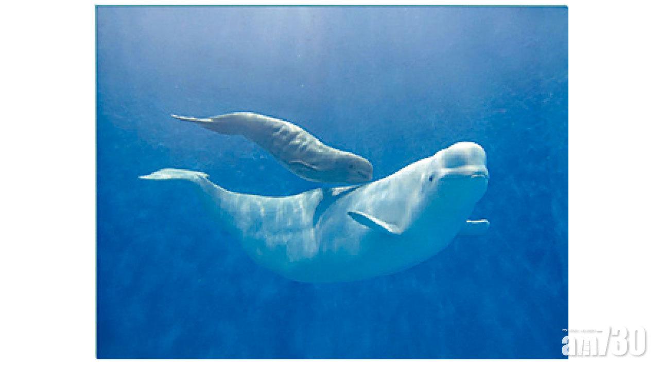珠海長隆再創繁育奇跡 半個月內一連新生三頭小白鯨