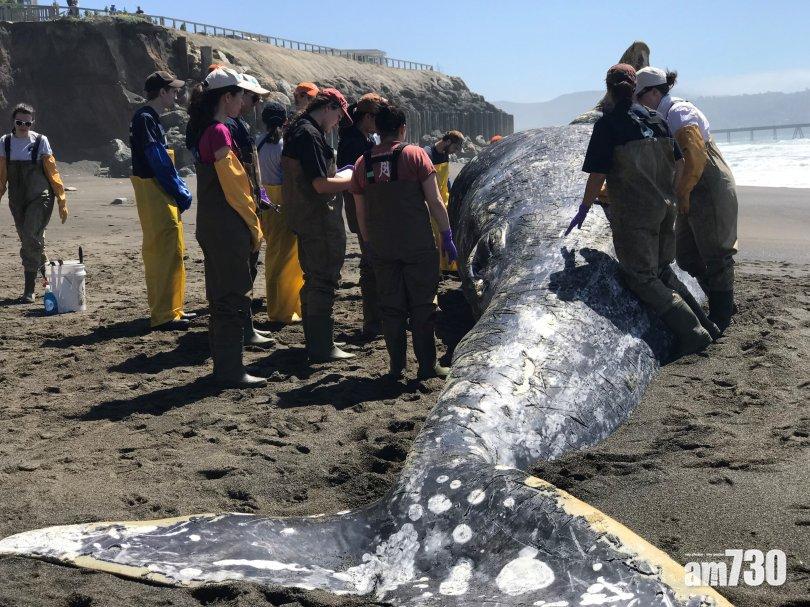 【氣候變化】三藩市沿岸多條灰鯨擱淺  疑缺糧餓死