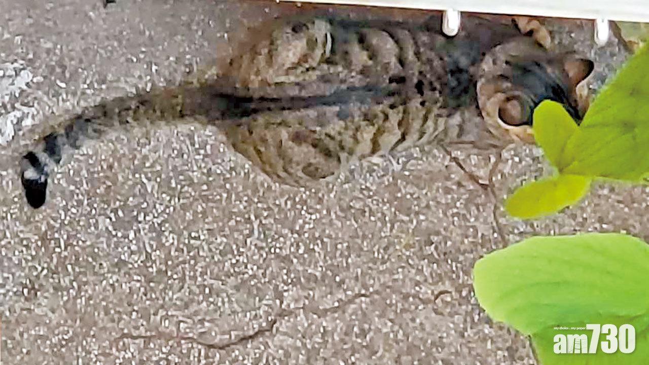 保護動物擬修例加強罰  漁護署或今起諮詢公眾