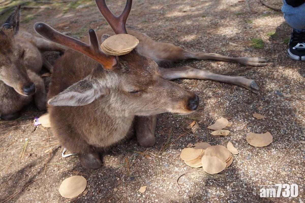 【食滯咗】日黃金周遊客湧至 奈良鹿疑被過度餵食