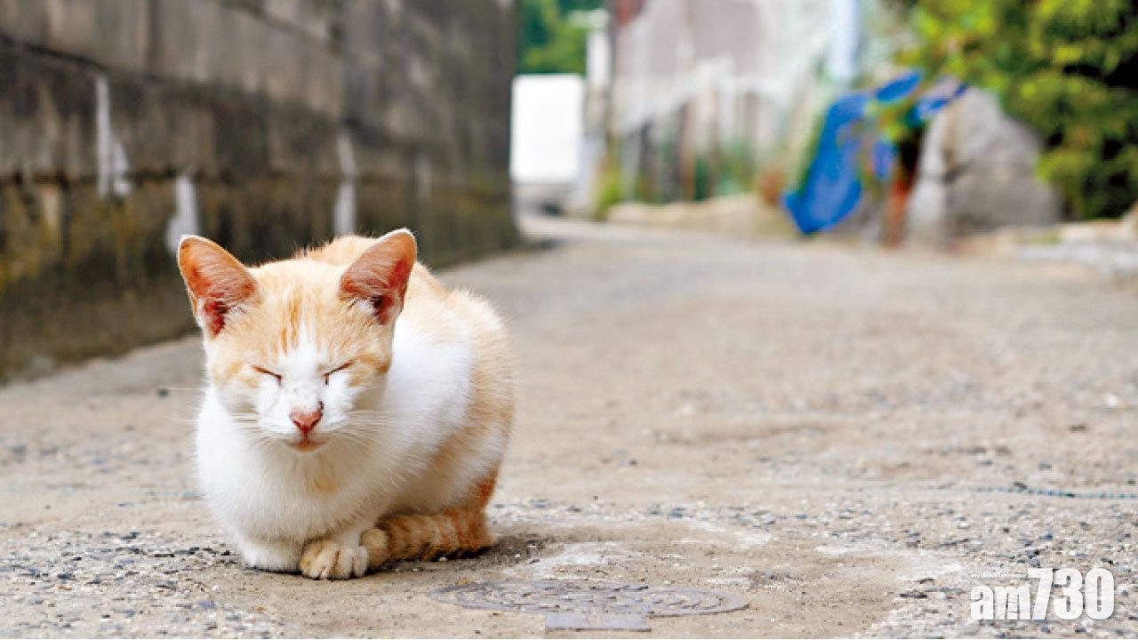 陽光．藝術．貓咪  瀨戶內海小島 