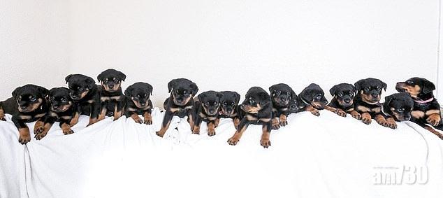 16福臨門破紀錄