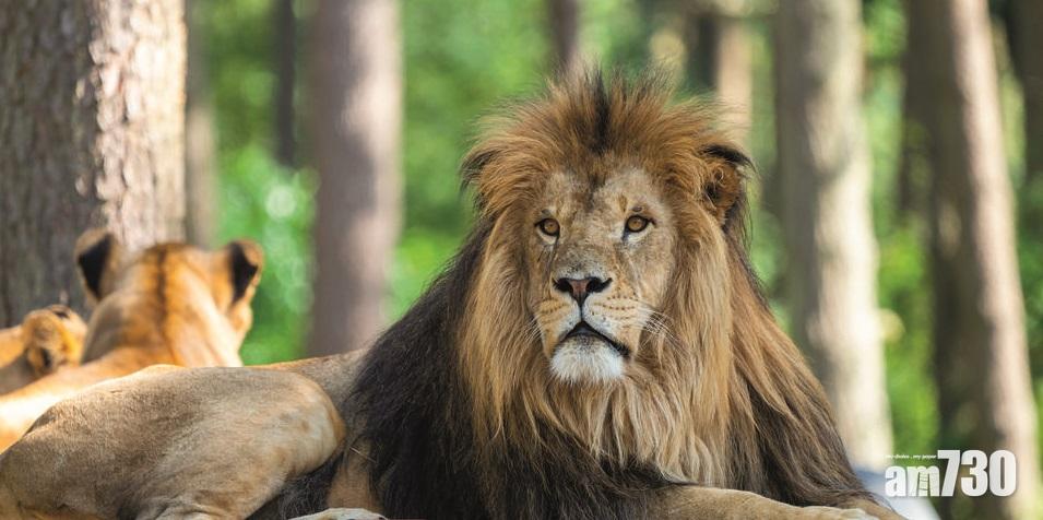 【猛獸勿近】飼養員餵食 被兩隻獅子狂襲到周身傷