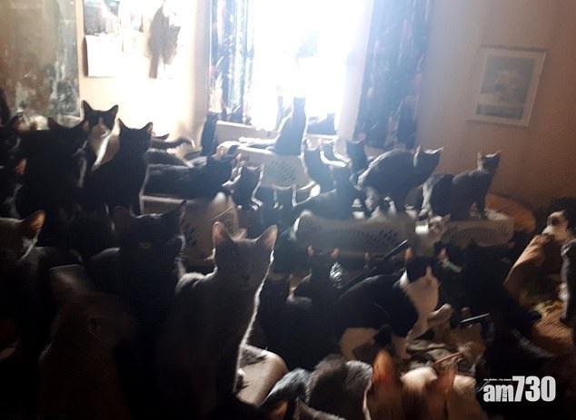 一屋300貓 癡主周身蟻