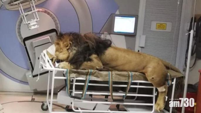 【唔好嚇人】260公斤雄獅患皮膚癌  從後門送入診所做放射治療
