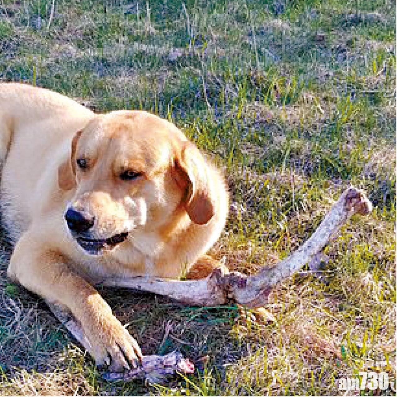 黑熊用骨頭賄賂 看門狗放賊入屋