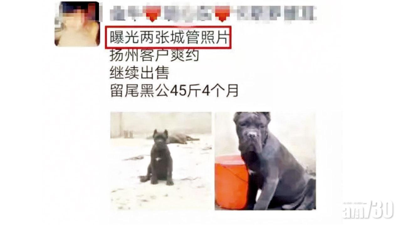 為狗改名「城管」  安徽男涉尋釁滋事拘留10日