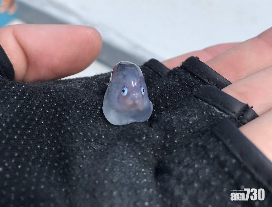 【深海BB】吞拿魚肚內藏透明幼魚  似足《崖上的波兒》主角