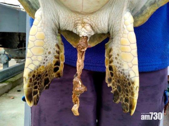 【知錯未呀】人類大量丟棄塑膠垃圾  綠海龜排洩塑膠(有片)