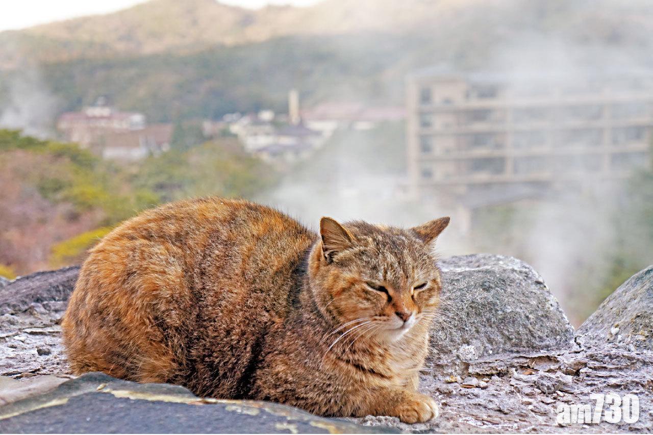 長崎 地獄使者貓