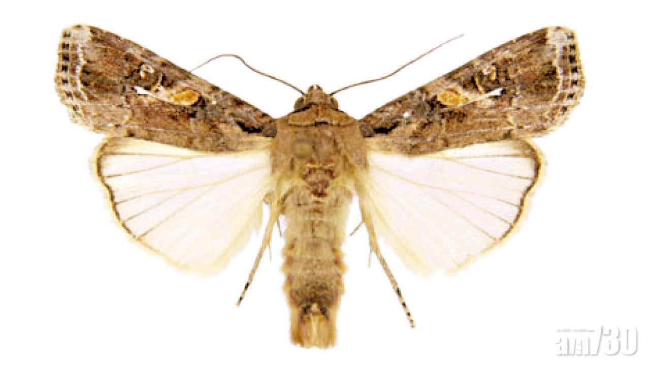 糧食殺手 專啃粟米 草地貪夜蛾橫掃13省