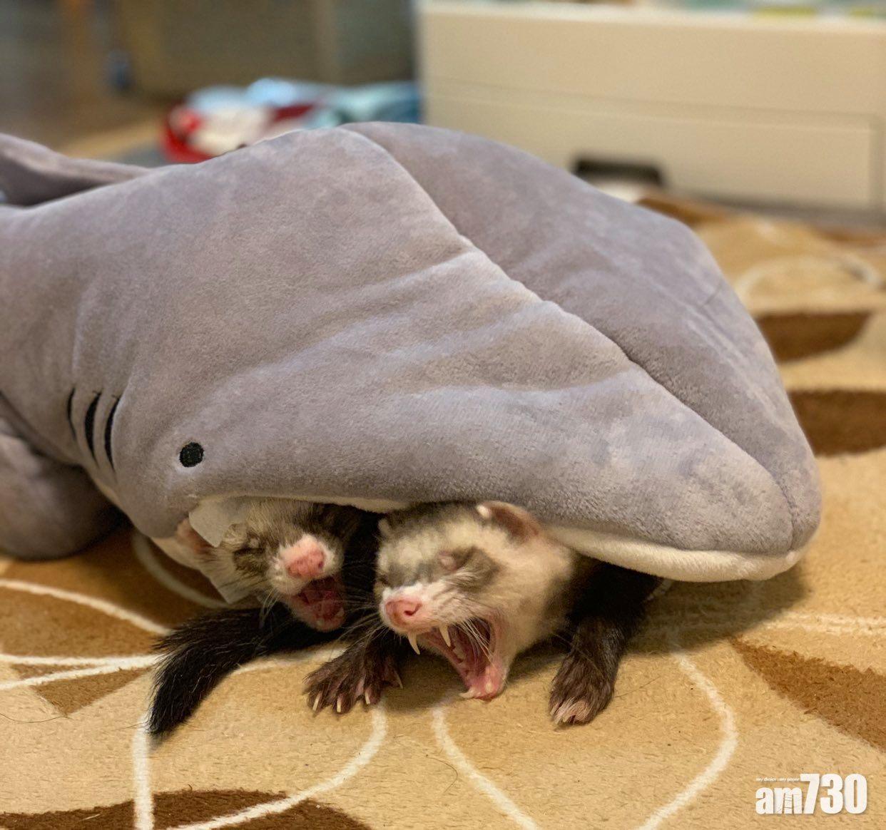 【戲精】救命！就快被鯊魚吞噬！