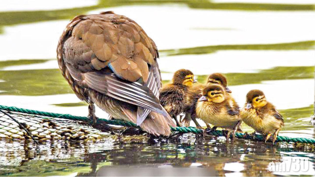 遭遊客亂餵亂捉  西湖18隻小鴛鴦夭折