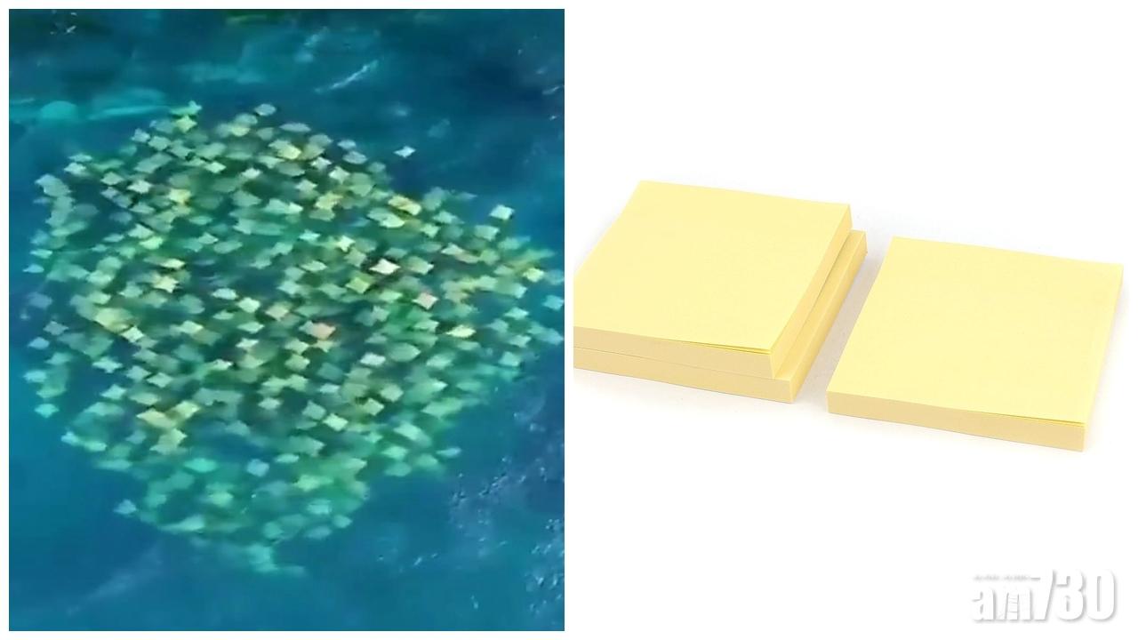 (有片)Memo紙海中暢游？