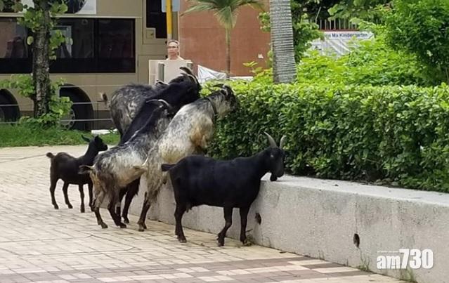 【走失？】山羊群走入屯門兆康苑食草