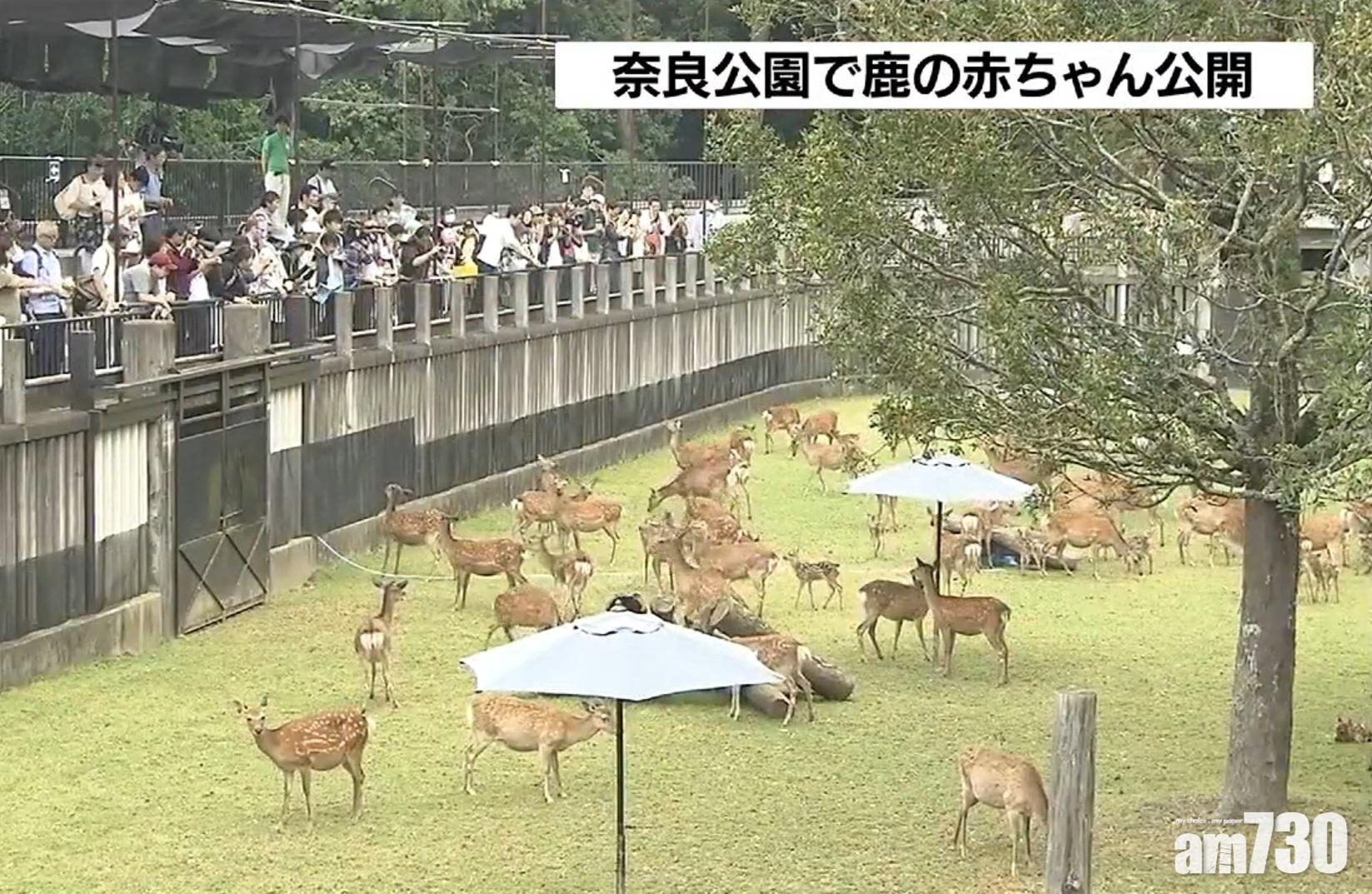 【遊日注意】奈良鹿苑115隻幼鹿亮相！ 特別開放一個月 
