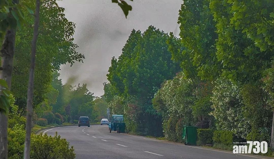  合肥上空現「黑煙」 昆蟲專家：搖蚊群飛