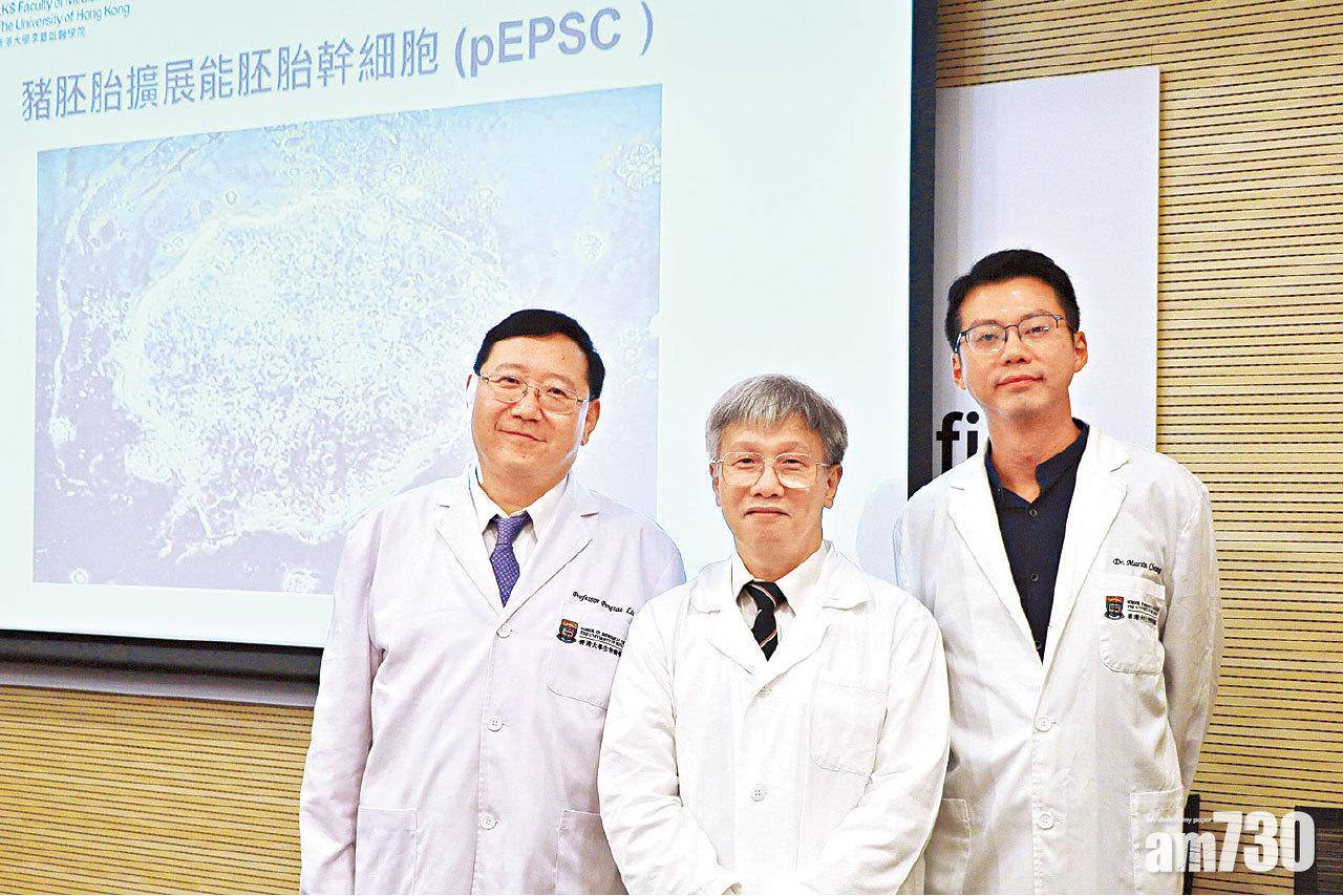 豬隻早期胚胎獲全能幹細胞  港大︰有助研究未來器官移植