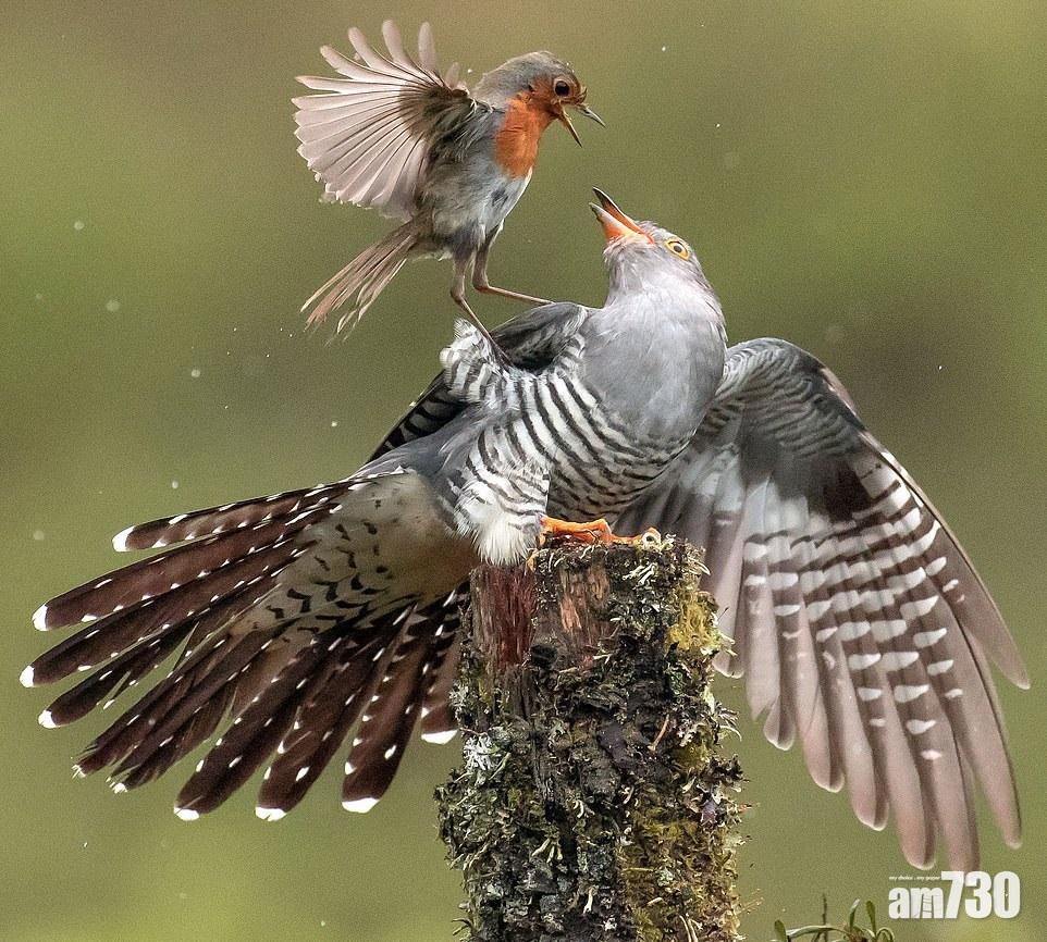 杜鵑又嚟生蛋 知更鳥衛巢弱逐強