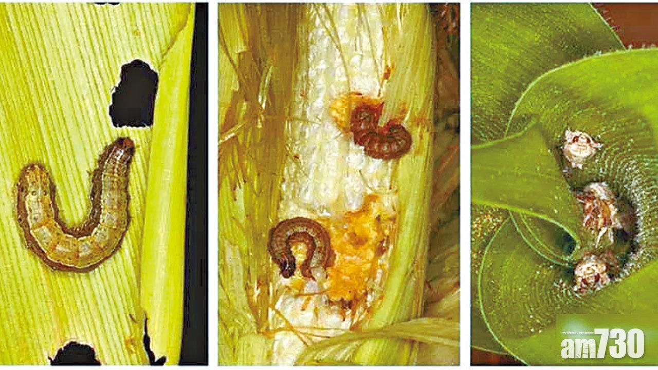 5個月蔓延18省 草地貪夜蛾 恐食埋水稻