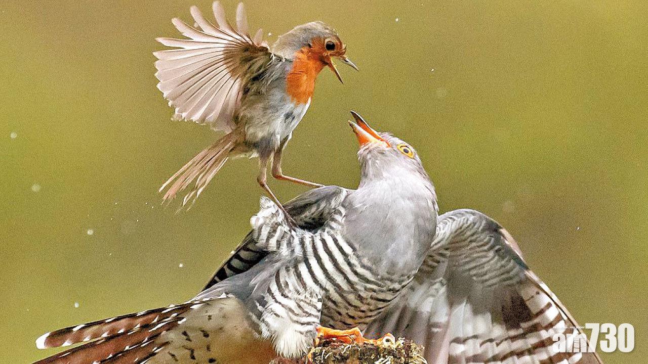 以弱抗強 休想在我巢下蛋！