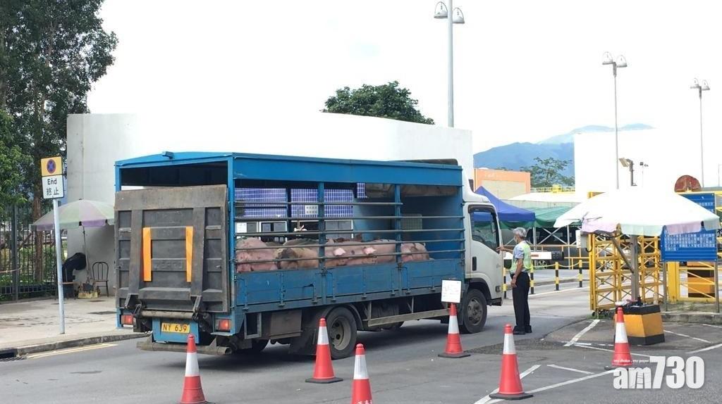 【非洲豬瘟】上水屠房恢復運作  業界指今日只有本地豬應市