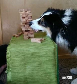 【主人寫個服字】冷靜狗玩層層疊