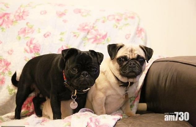 【抗拒發情異性】狗狗也有同志行為  親暱關係如夫妻