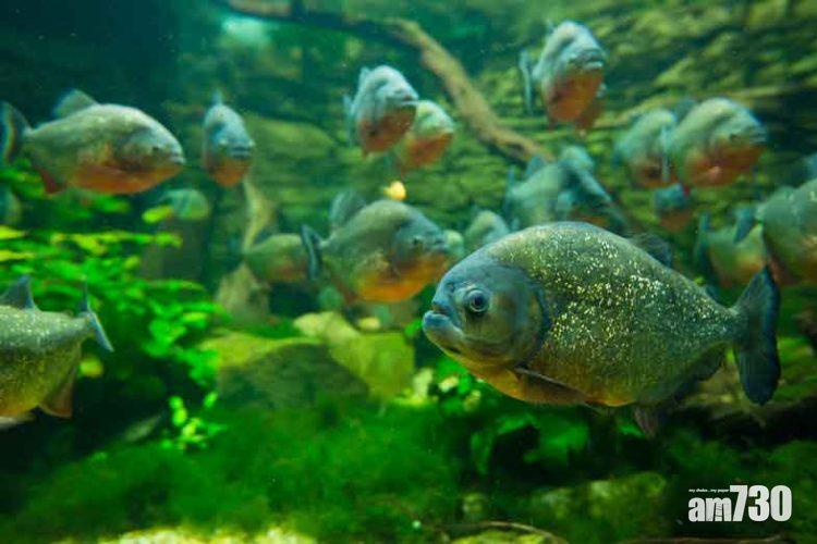 【五花八門行刑】圖推翻金正恩  傳將領遭掉落放滿食人鯧大魚缸