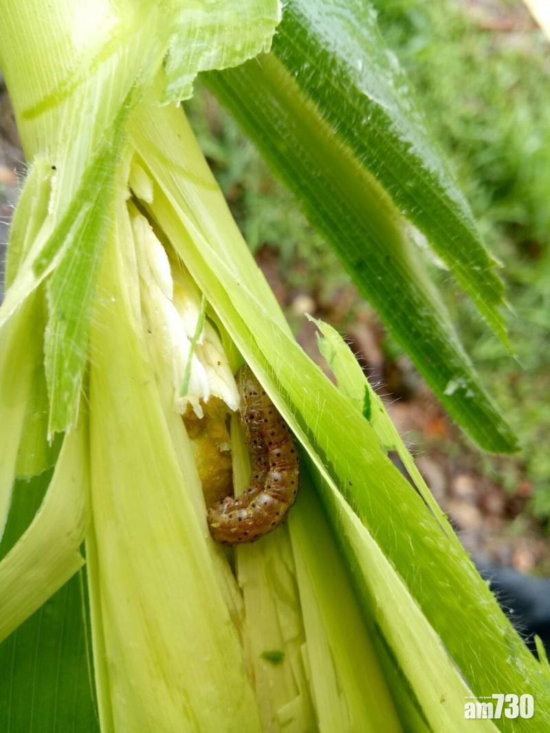 草地貪夜蛾殺到台灣！苗栗粟米田緊急銷毀