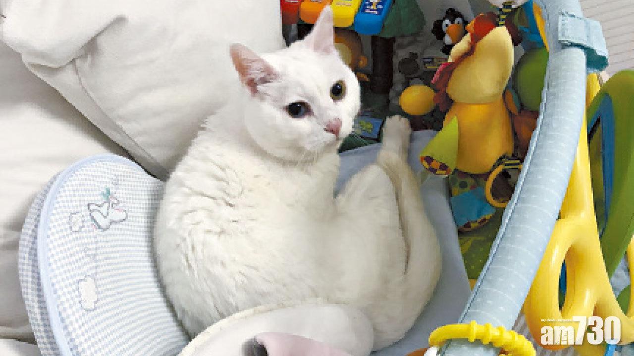 葉翠翠有隻患「公主癌」的愛貓