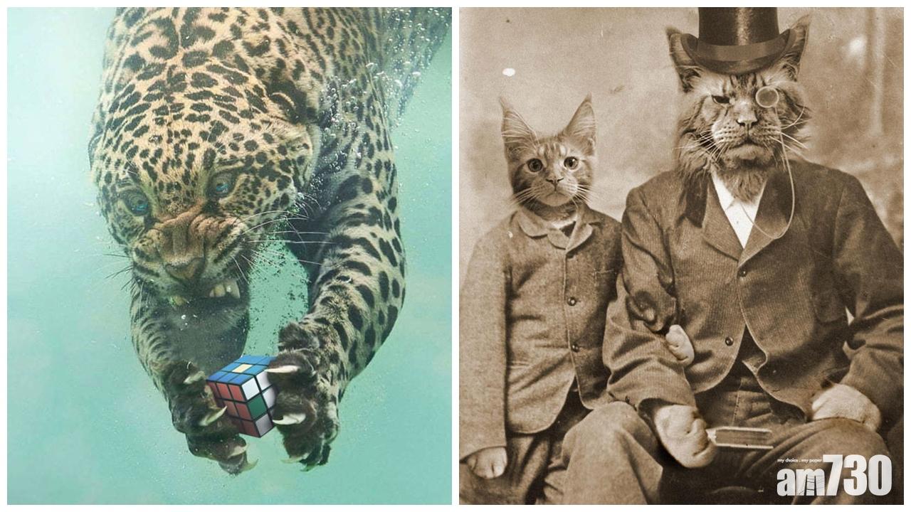 爆笑動物P圖大賽