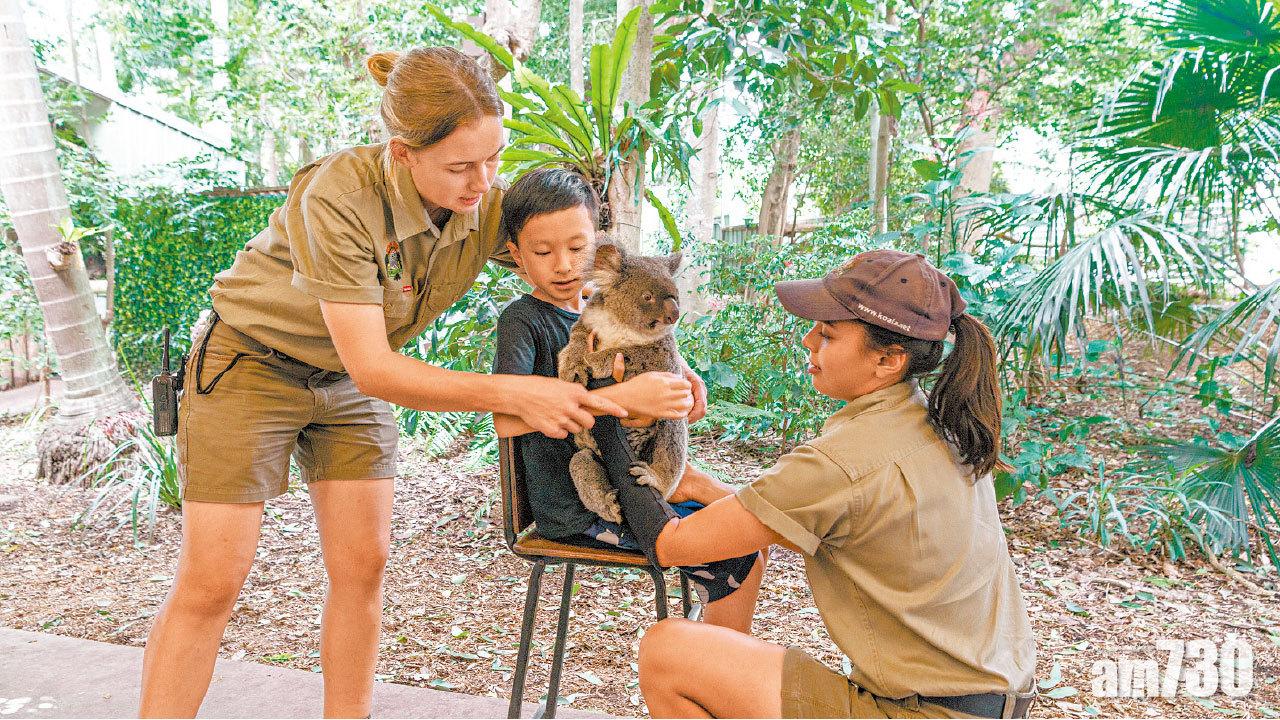 抱抱樹熊 探訪世界最大樹熊保護區