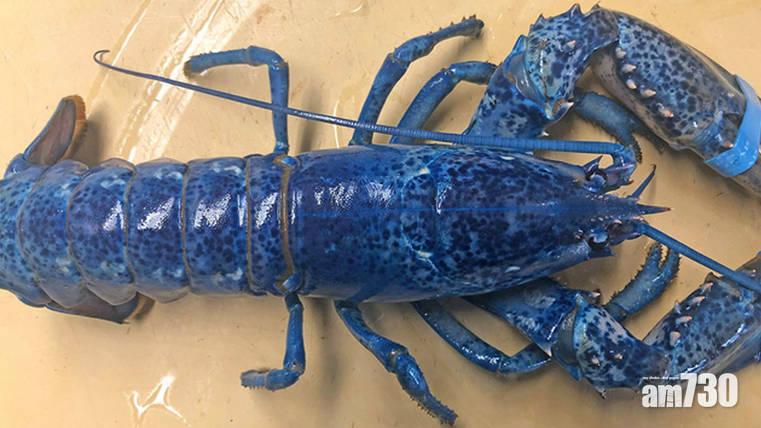 美餐廳老闆發現稀有「藍龍蝦」 200萬龍蝦中僅得一隻