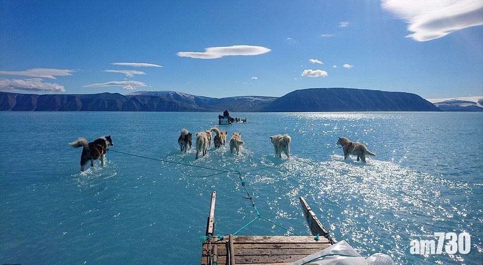北極暖化奇觀  雪橇犬過大海
