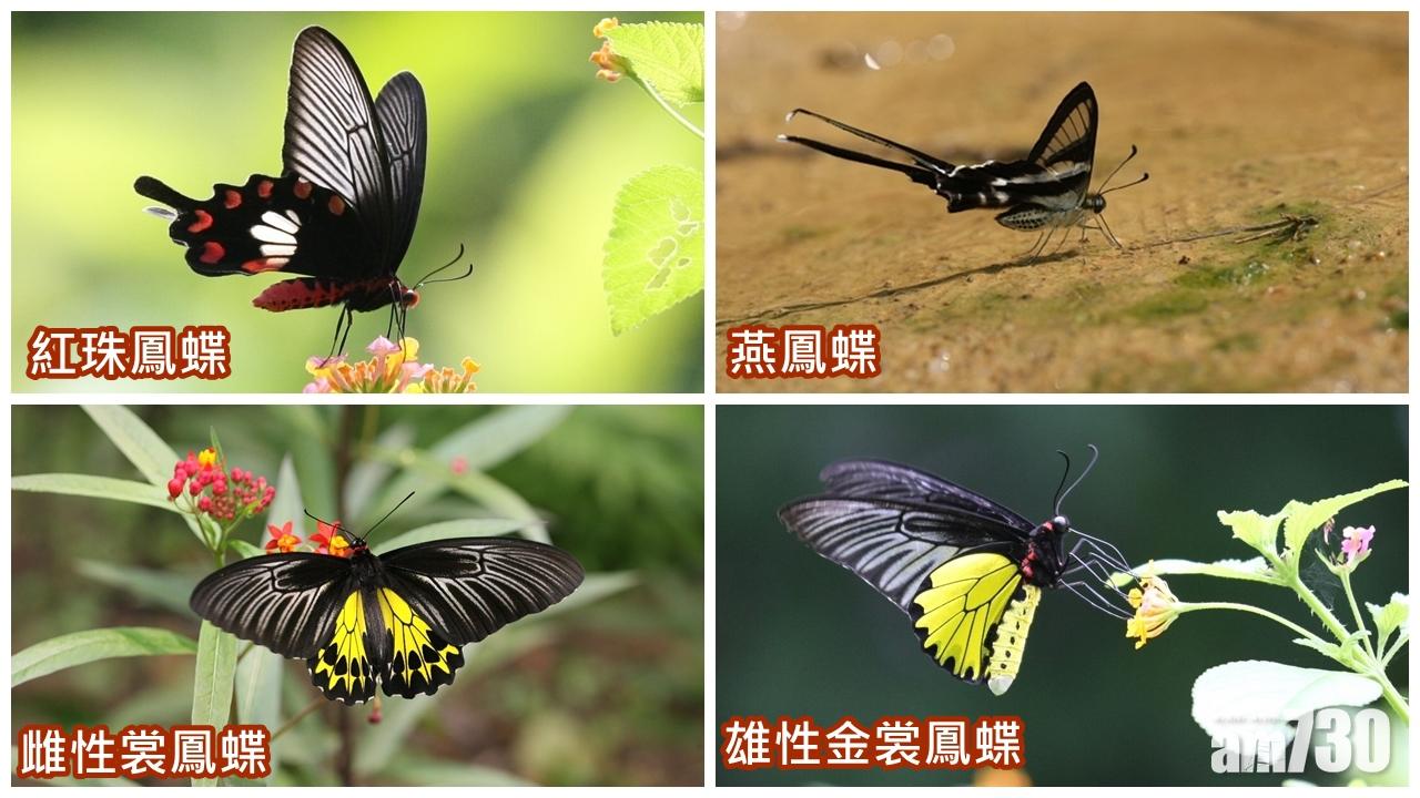 明日夏至　4種珍稀蝴蝶最活躍