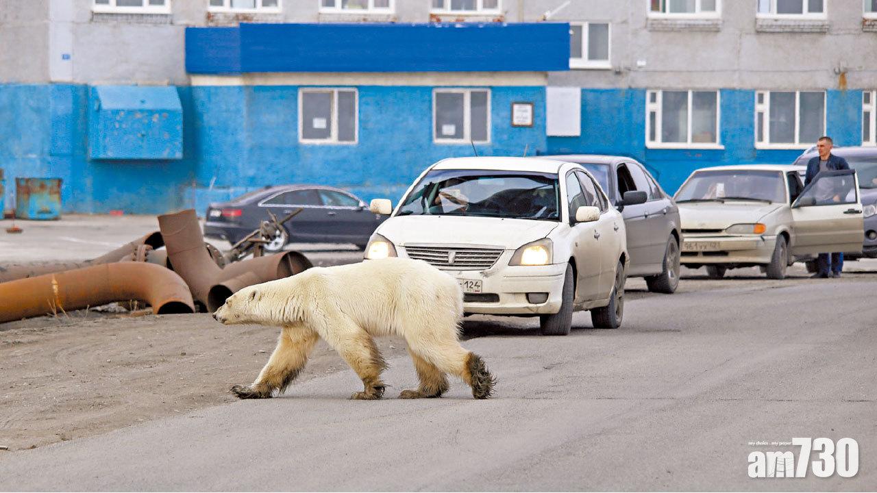 俄工業城市40年首見  病熊入侵覓食