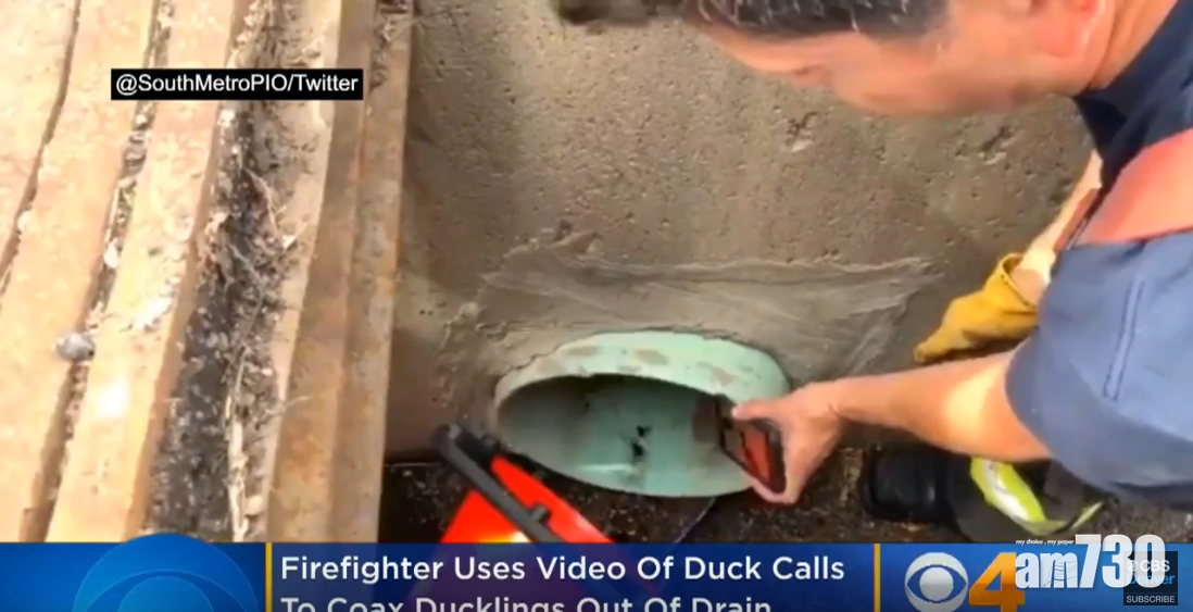 【高招】消防員智救跌落坑渠鴨仔  用鴨錄音叫聲引領出渠口 (有片)