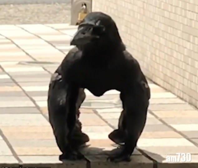 天衣無縫 烏鴉冒充大猩猩 