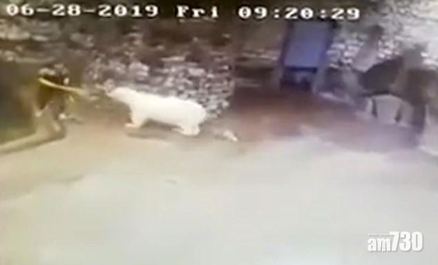 【最緊要冷靜】北極熊突闖入圍場  清潔員靠掃把鏟保命(有片)