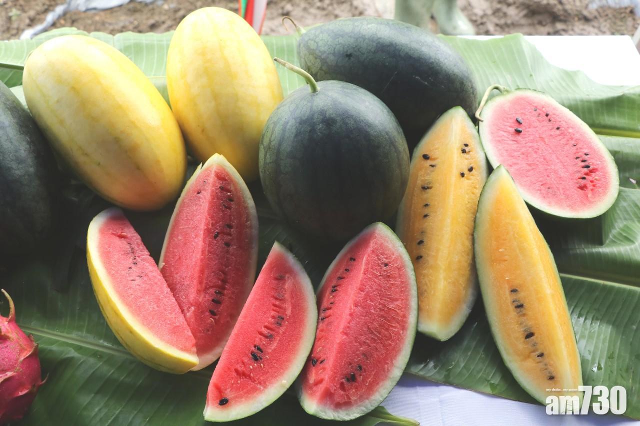 本地有機西瓜節周五舉行　首引進日本黃肉西瓜「哈密」