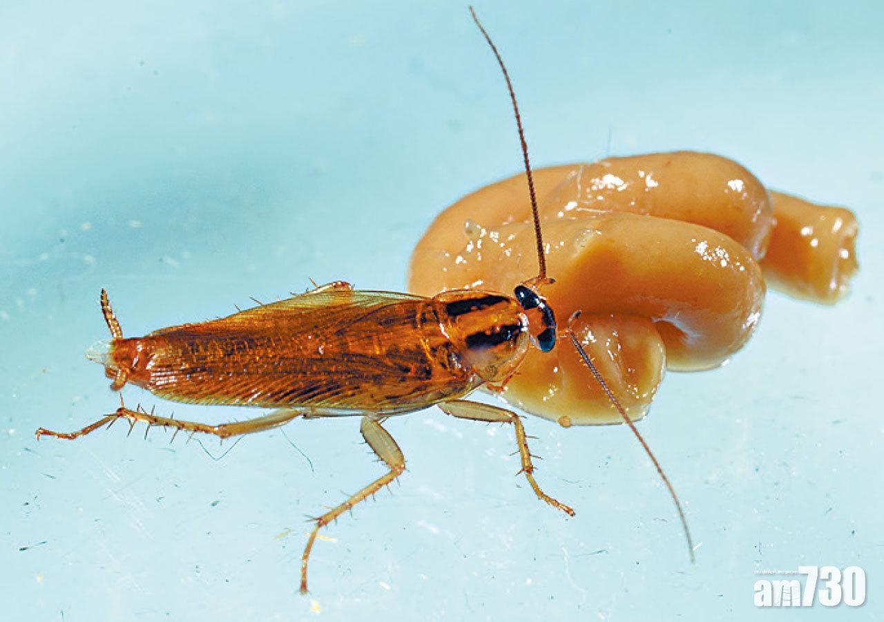 研究：小強每代可增6倍抗藥性