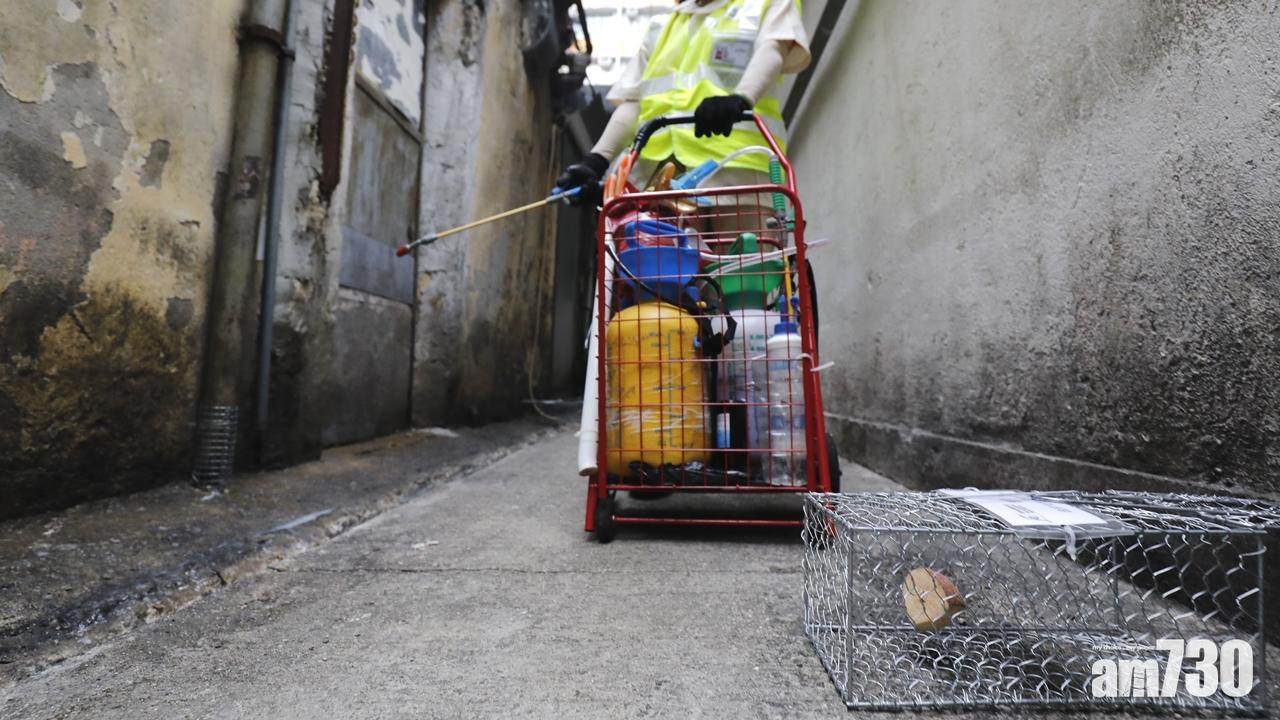 【小區滅鼠】食環署捕793活鼠檢逾千鼠屍