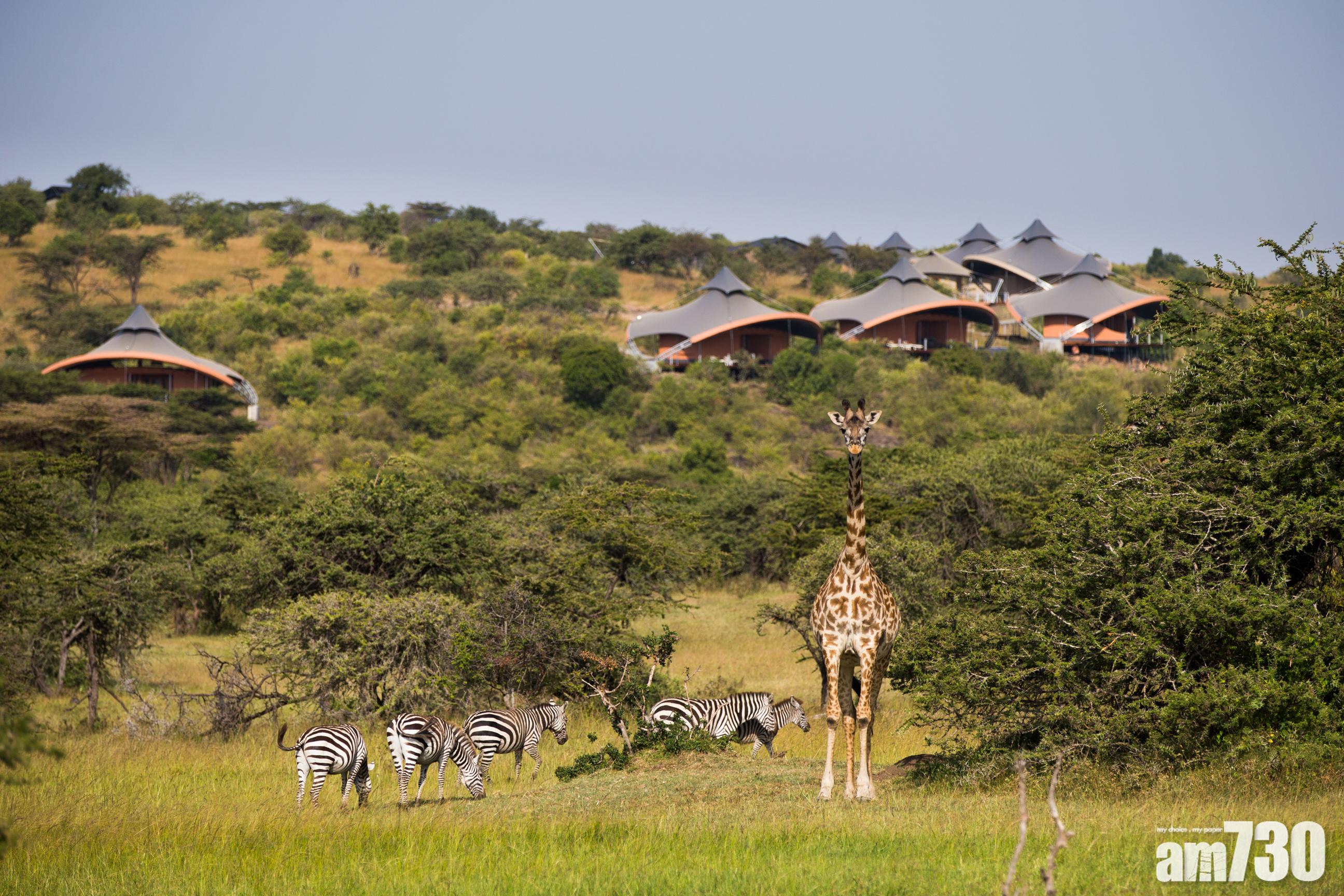 入住豪華帳篷Mahali Mzuri睇動物大遷徙
