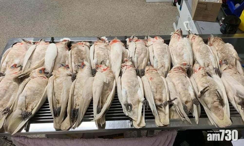 【死得好慘】眼嘴滲血 澳洲60隻野生鸚鵡疑遭集體毒殺