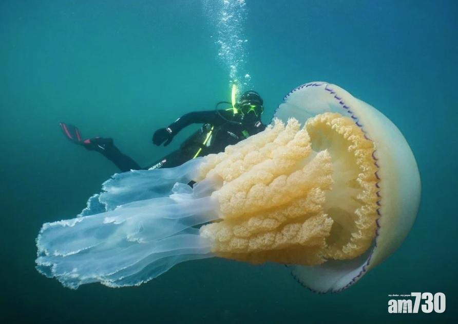 【成個人咁大】英海岸湧現巨型桶狀水母  情況異常